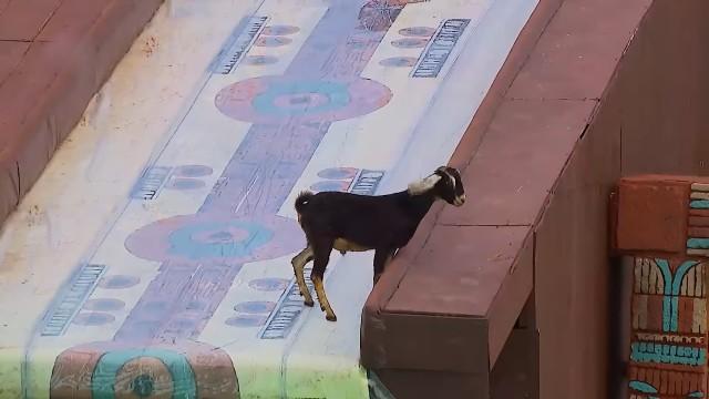 15. Bölüm - Survivor 2026: Ünlüler - Gönüllüler