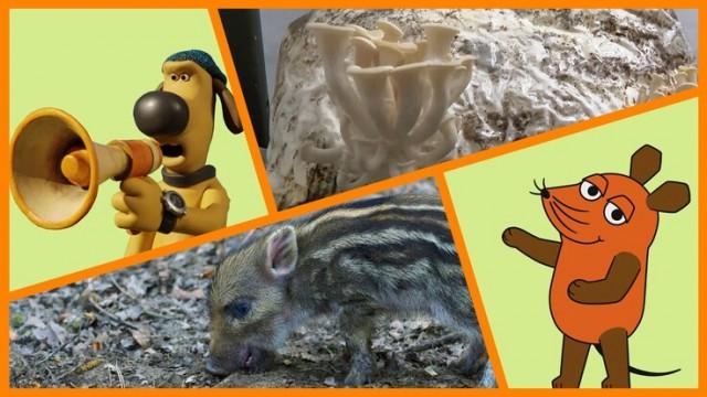 Wildschweine – Wie werden sie erwachsen? | Willi Wiberg: Wie gut, dass Papa Willi Wiberg hat | Pilze – Wie züchtet man selber Austernpilze? | Shaun das Schaf: Die trojanische Pizza