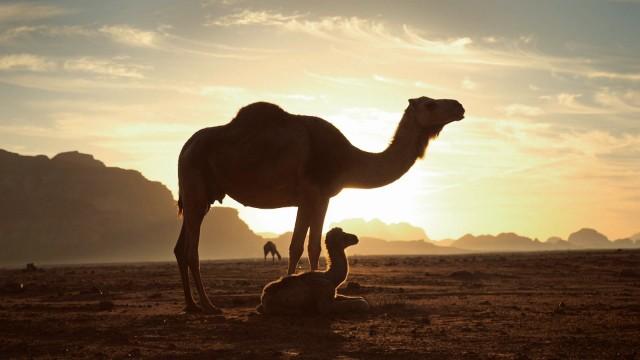 Aux origines des mammifères