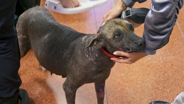 Dog in poor condition