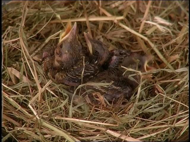 Rhododendrons; Baby Wild Animals; Wine Questions