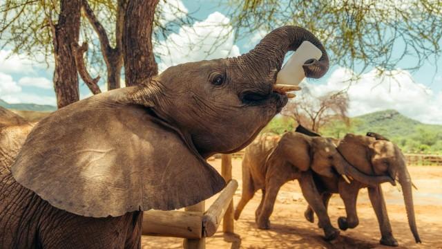 Becoming Elephant: The Orphans of Reteti, Baby Steps