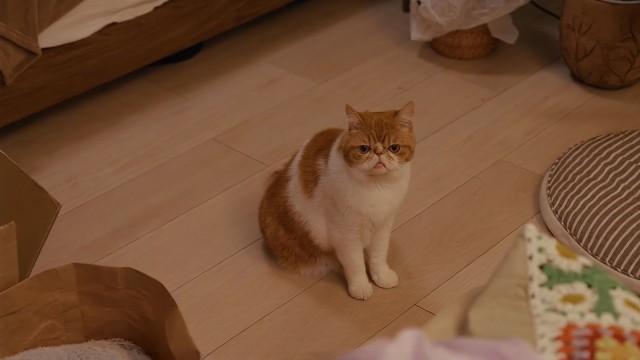 しゃべる猫が恋愛指南！？