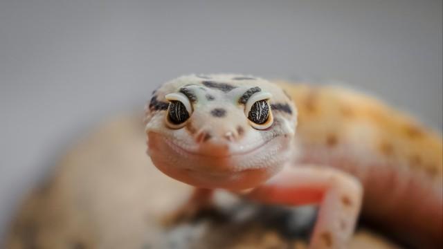 Exotic Animals (SciCast #680)