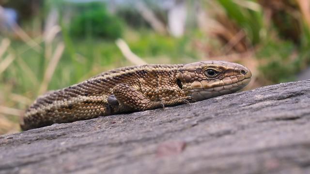 The Western Highlands