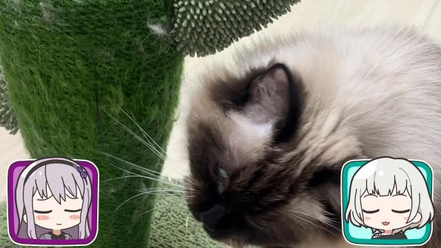 The Kitties of the Day