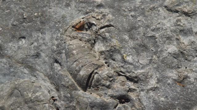 アンティコスティ 〜 4億4400万年前!大量絶滅の証