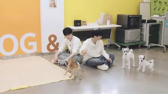 When a puppy meets a puppy ✧ Jeno & Jaemin make their debut as dog parents 《제대로 멍멍》 | DREAM x DREAM