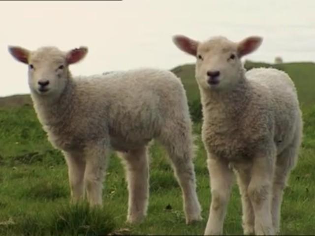The Lost Lamb