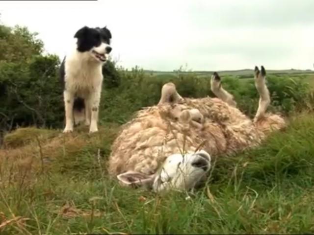 Ewe and Eye