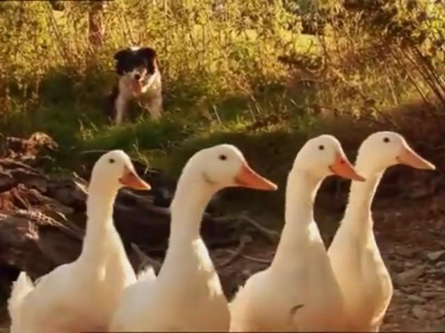 Dried Ducks
