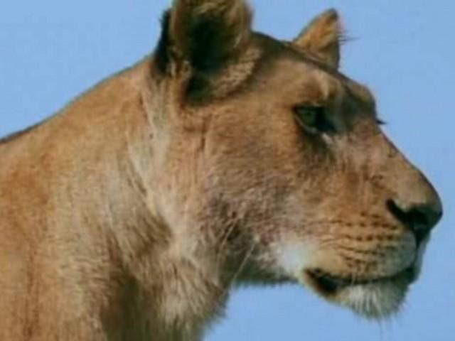Lion Battlefield