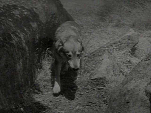 Joey And The Wolf Pack