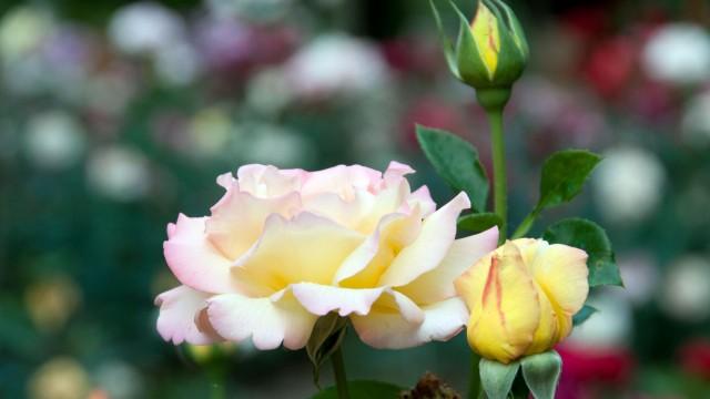 Rose – Queen of Flowers