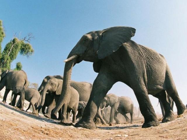 Elephants: Spy in the Herd