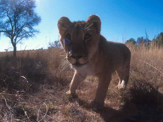Lions: Spy in the Den