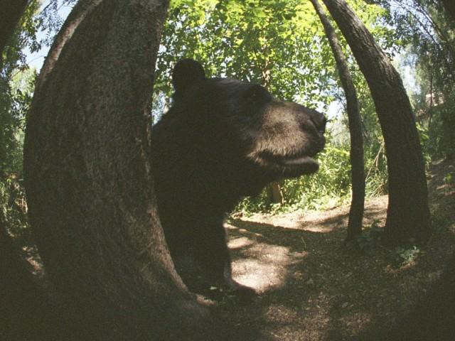 Bears: Spy in the Woods