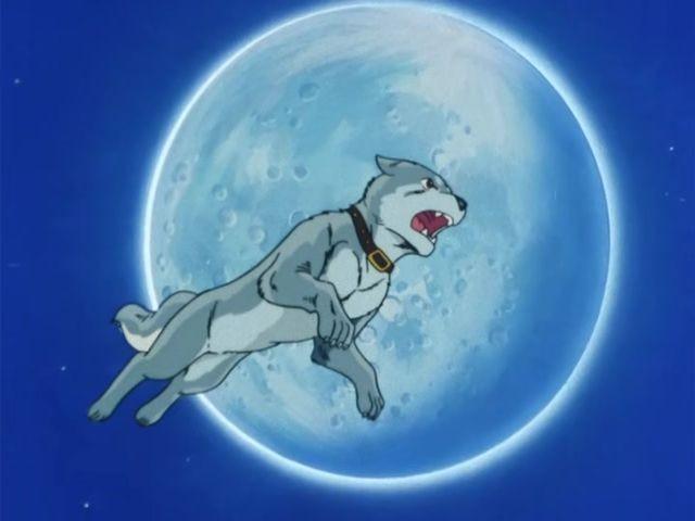 The Challenge of Akakabuto's Bear Family!