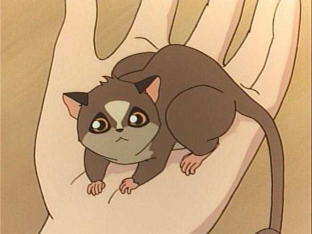 Il cucciolo di Bushbaby