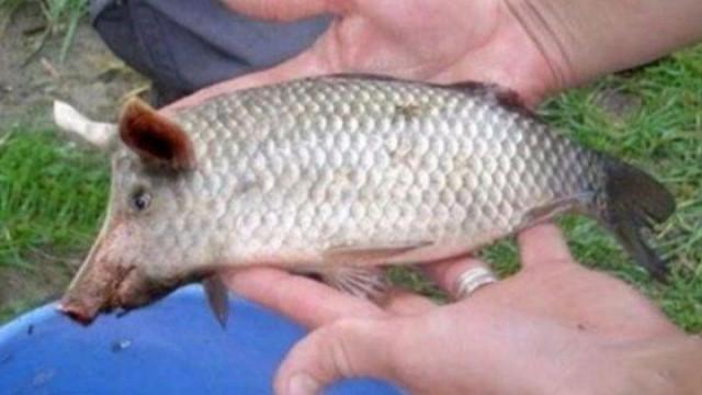 Texas Hogfish