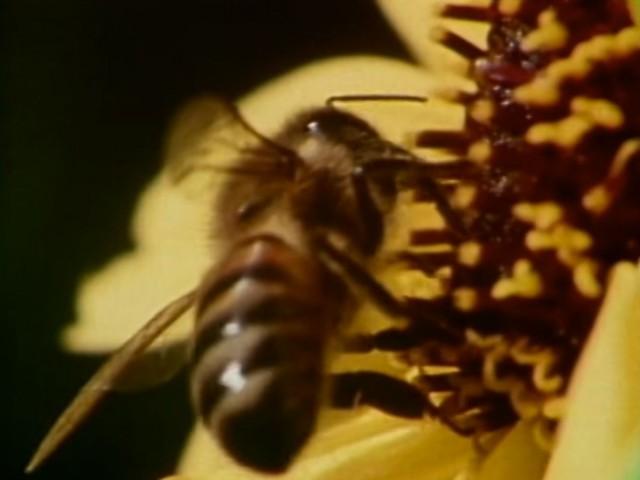 Killer Bees