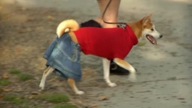 Trent Reznor, Homeschool, Telekinesis, Dog Park