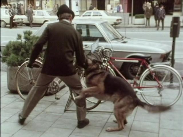 Auf den Hund gekommen