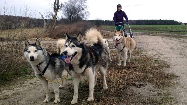 So weit die Huskys laufen (2)
