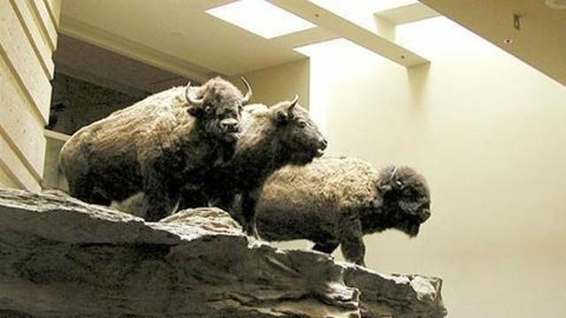 Head-Smashed-In Jump - Abgrund der toten Bisons (Kanada)