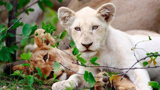 Die weißen Löwen von Timbavati
