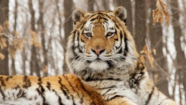 Im Bann des sibirischen Tigers