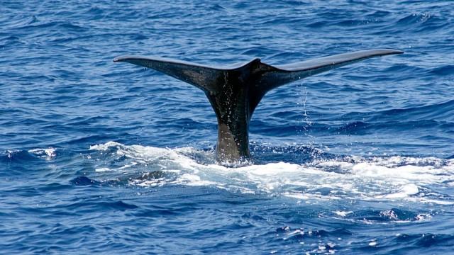 Giganten im Mittelmeer - Pottwalen auf der Spur