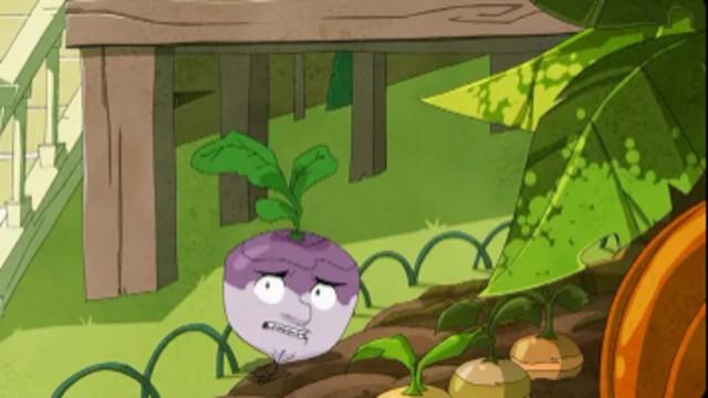 Cabbage heads