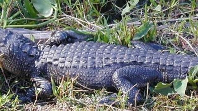 Die Everglades - Ein sterbendes Paradies