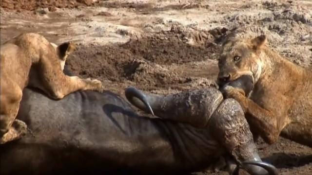 When Lions Attack
