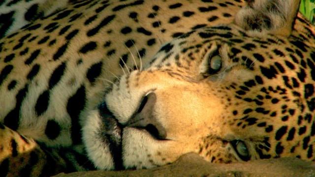 Der Jaguar - Unbekannter Dschungeljäger