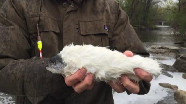 Furry Trout
