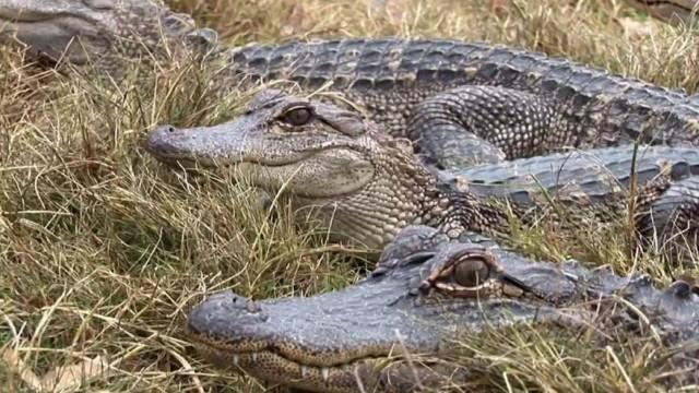 Cold Blooded Creatures
