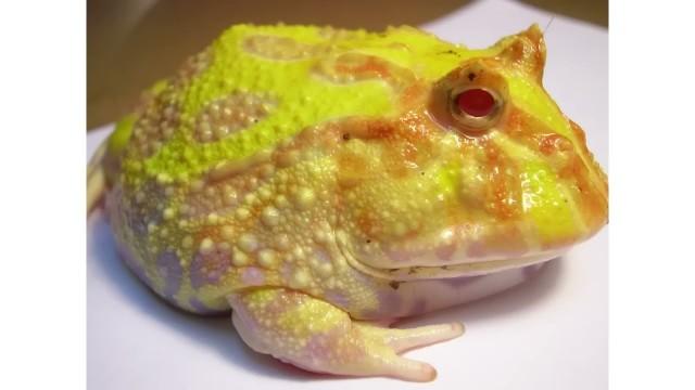 Pac-Man Frog