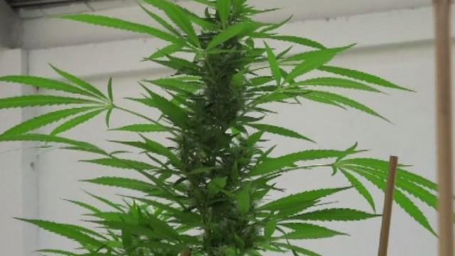 Marihuana: La droga de la crisis