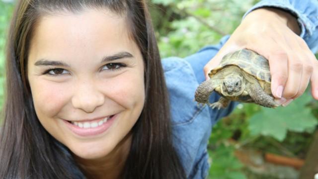 Turtle