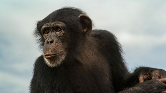 Unbekanntes Afrika (3/5) - Kongo - Das starke Herz der Wildnis