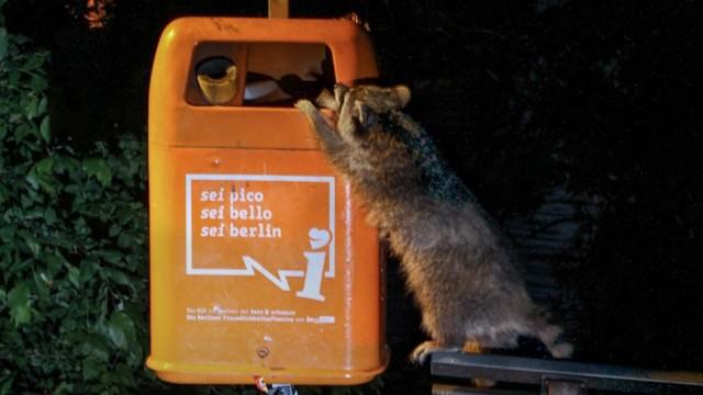 Wildes Berlin
