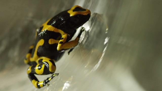 Deadly Poisonous Frogs