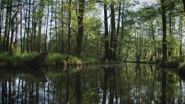 Der Spreewald