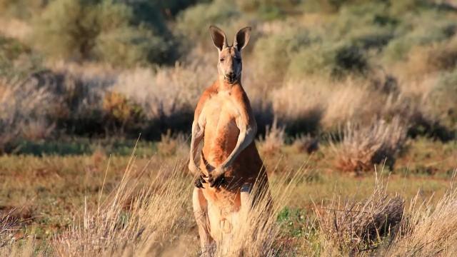 Wildes Australien (1) - Im Reich der Riesenkängurus