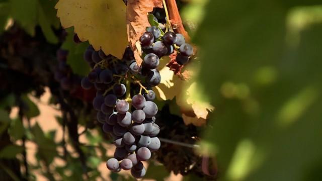 Las uvas de la ira