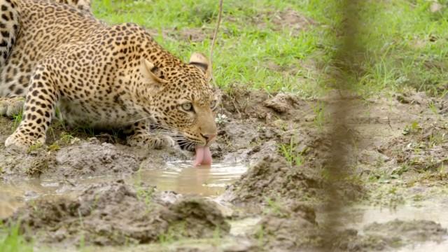 ​A Leopard's Last Stand