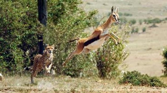 Auf Leben und Tod (1): Die große Jagd