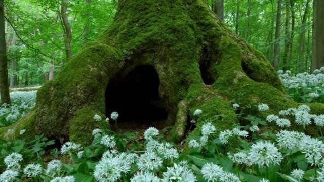 Buchenurwälder – Die letzten Zeugen (Deutschland)